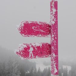 Swisscup 2025 1 0003 Min